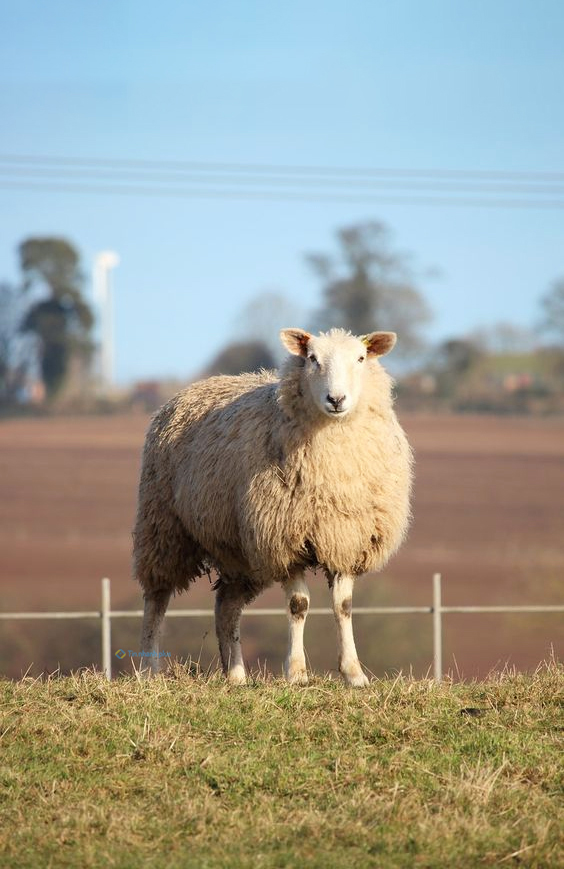 Hình nền con Cừu cho điện thoại