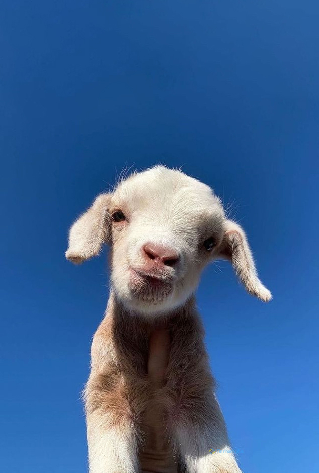 Hình nền con Cừu cute cho điện thoại