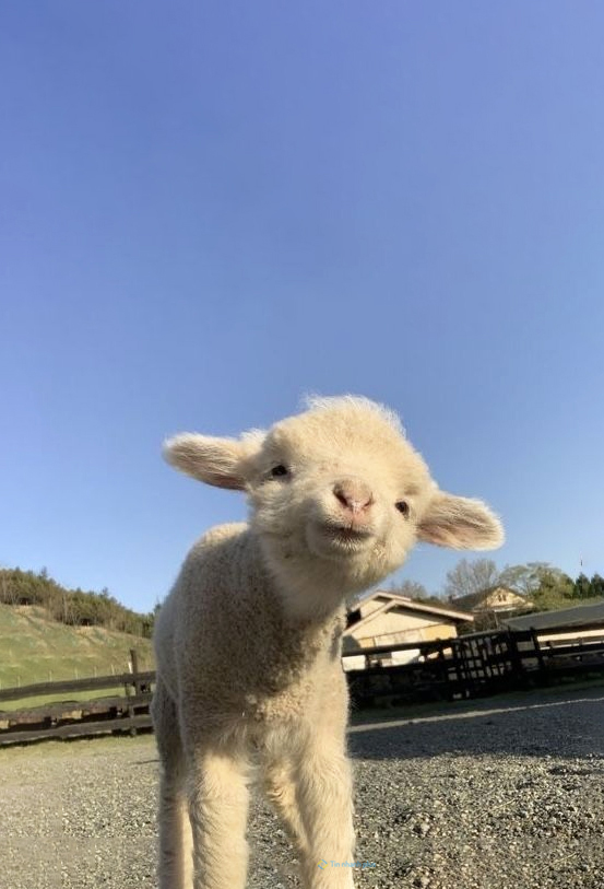 Hình nền con Cừu cute cho điện thoại