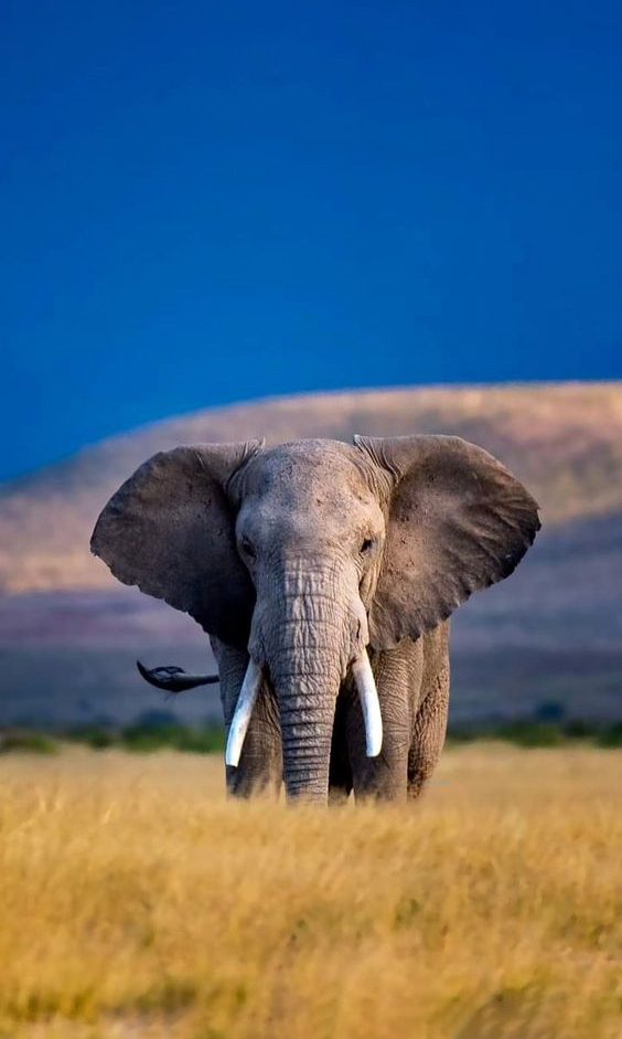 Hình nền con voi cho điện thoại