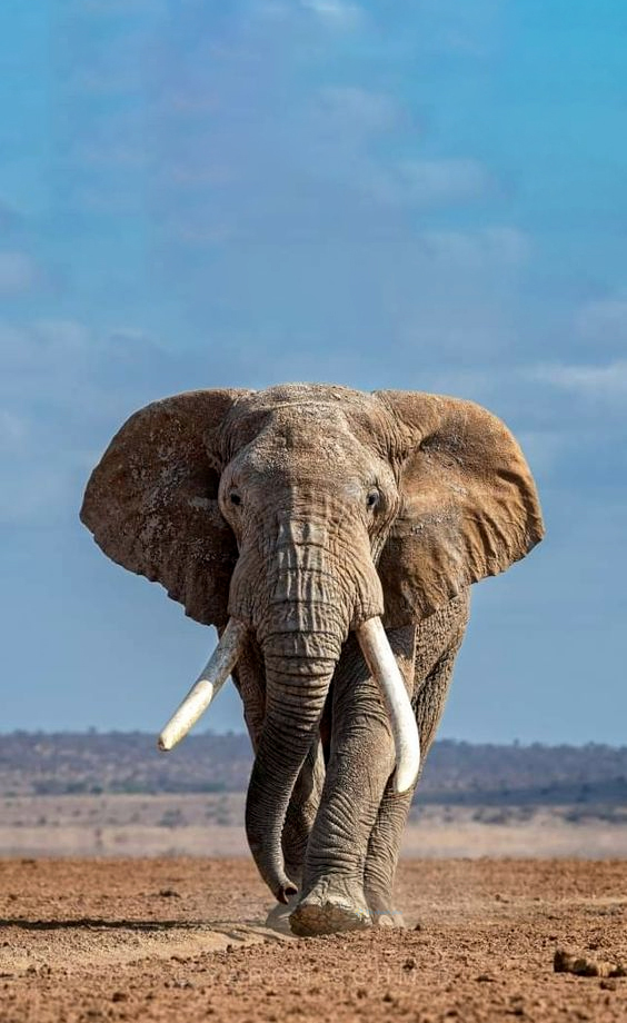 Hình nền con voi cho điện thoại