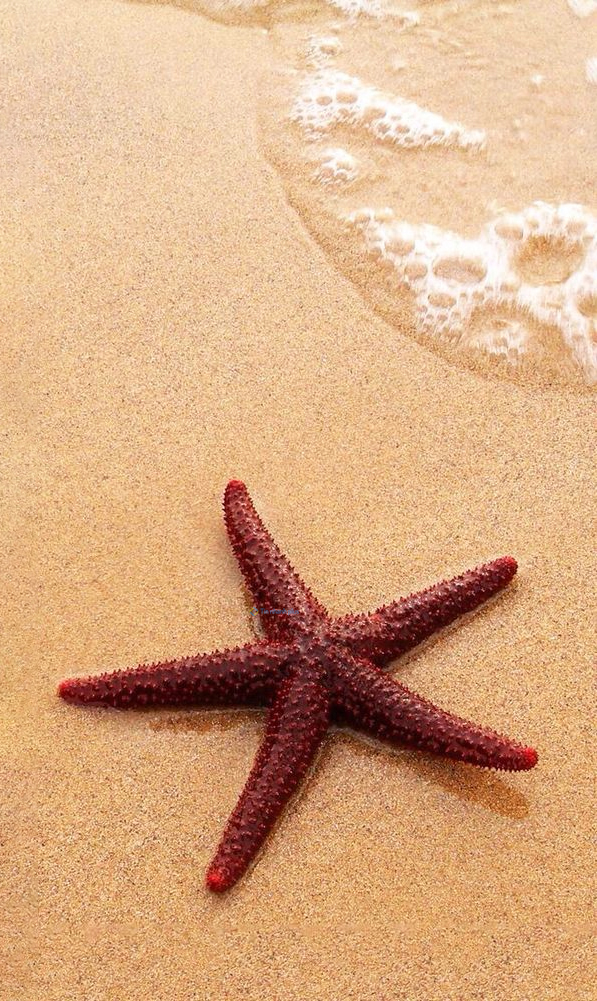 Hình nền Sao Biển trên cát cho điện thoại