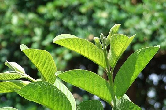 Lá ổi trị bệnh gì? Những tác dụng tuyệt vời của lá ổi