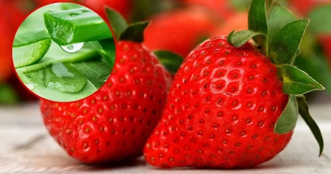 cách làm trắng da bằng dâu tây và nha đam