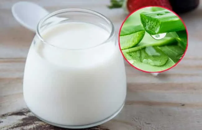 cách làm trắng da bằng nha đam và sữa chua