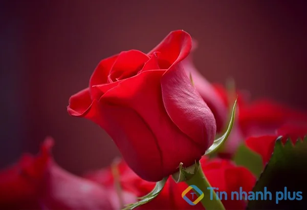 không nên tặng hoa hồng cho bạn trai