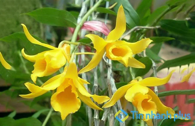 hoàng thảo long nhãn