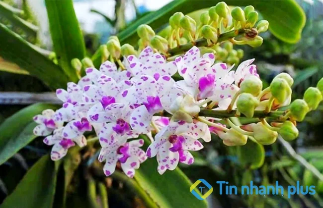 lan chi ngọc điểm