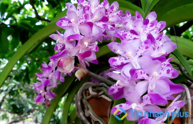 lan giáng hương hồng nhạn