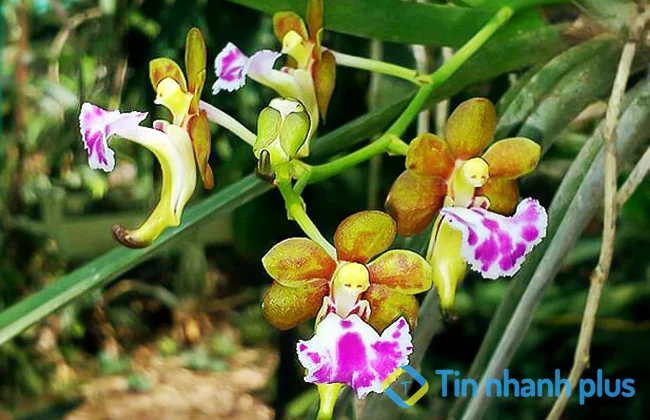 lanh giáng hương môi quạt