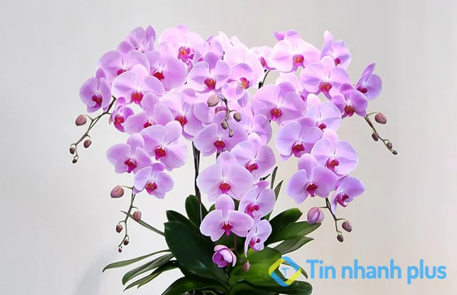 Tên và hình ảnh các loại hoa phong lan