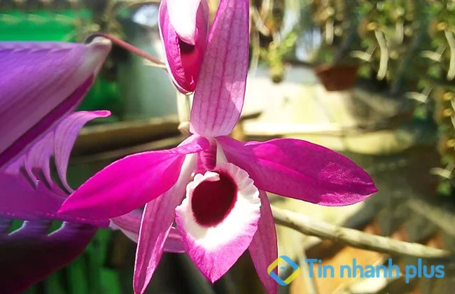 lan hoàng thảo kèn