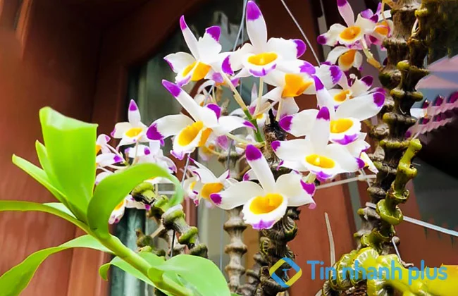 lan trúc phật bà