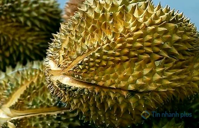 Cách chọn sầu riêng chín