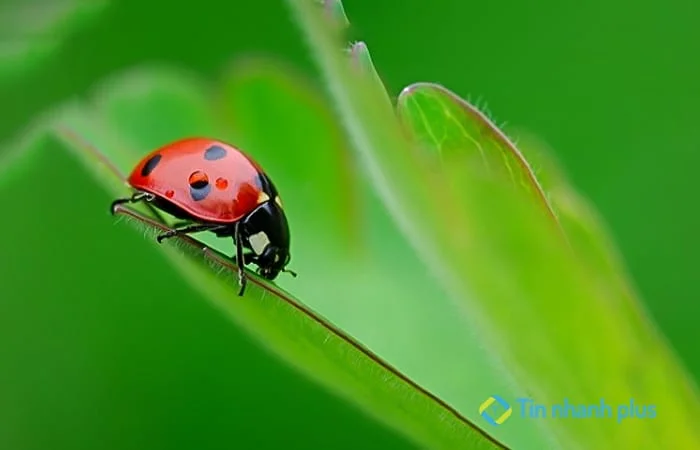 Ưu điểm của biện pháp sinh học là gì