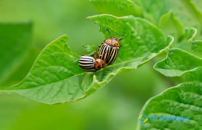 ưu điểm của biện pháp sinh học là gì