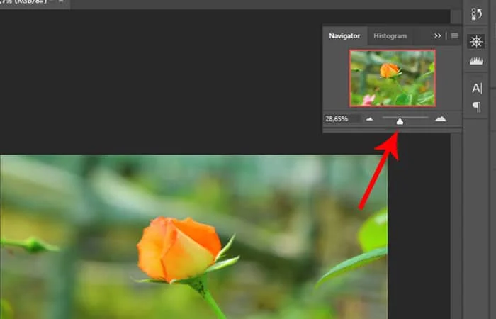 Cách Zoom hình trong Photoshop