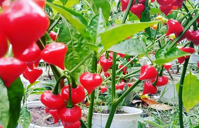 ớt trái tim có ăn được không