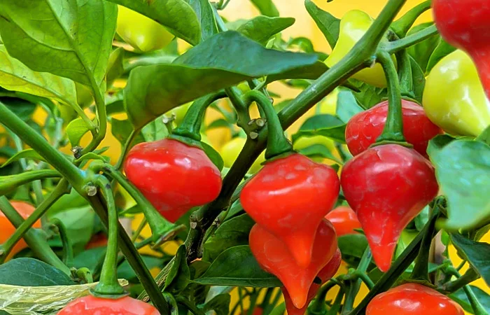 Ớt trái tim ăn được không? Ớt trái tim là gì?