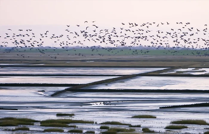 Biển Wadden là gì