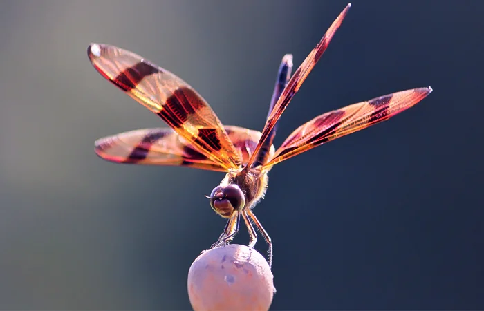 Con cơm nguội có nghĩa là gì? Thiếu trùng cơm nguội là gì?