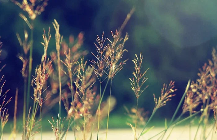 gió chướng là gì