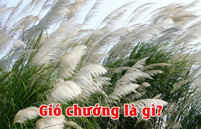 Gió chướng là gì? Đặc điểm của gió chướng