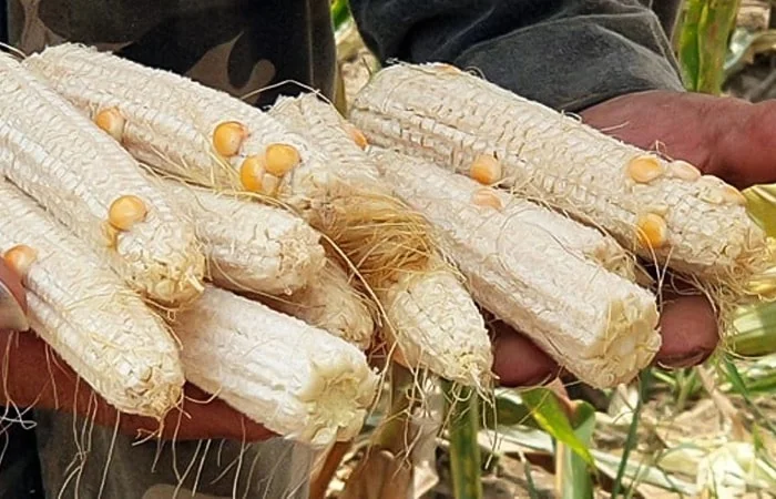 ngô ít hạt là gì trên Facebook