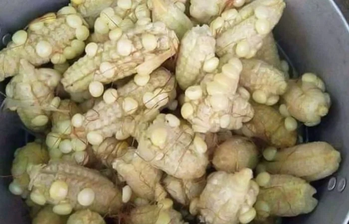 ngô ít hạt là gì trên Facebook