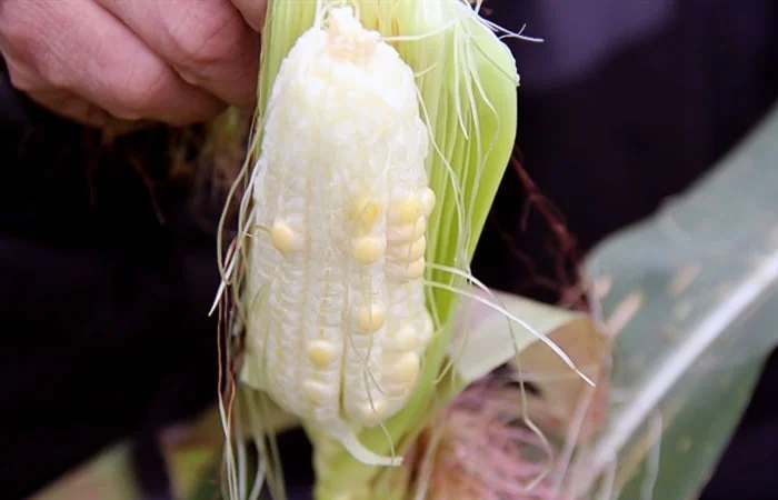 Ngô ít hạt là gì trên Facebook? Tại sao giới trẻ lại sử dụng nhiều?