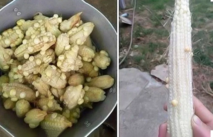 ngô ít hạt là gì trên Facebook