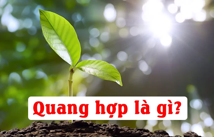 Quang hợp là gì? Ý nghĩa và tầm quan trọng của quang hợp