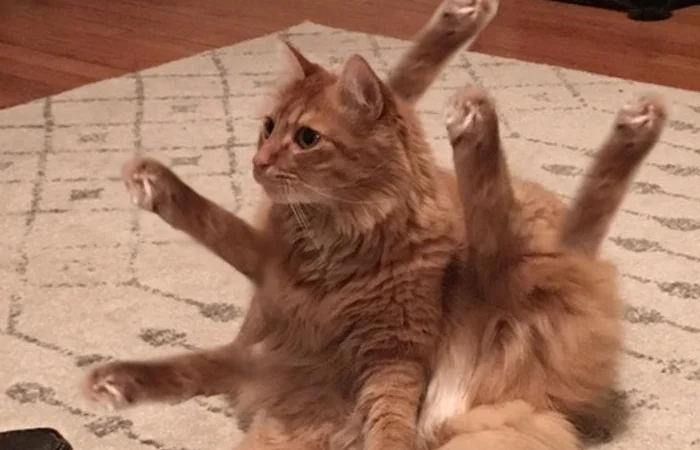 ảo ma canada là gì