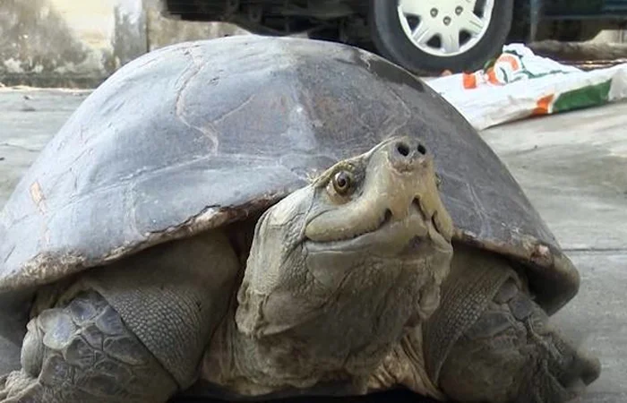 con càng đước là con gì