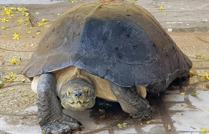 con càng đước là con gì