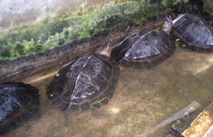 con càng đước là con gì