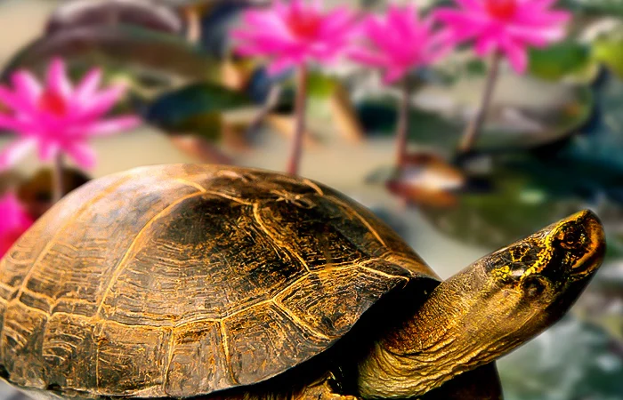 Con Càng Đước là con gì? Kiến thức thông tin về con Càng Đước