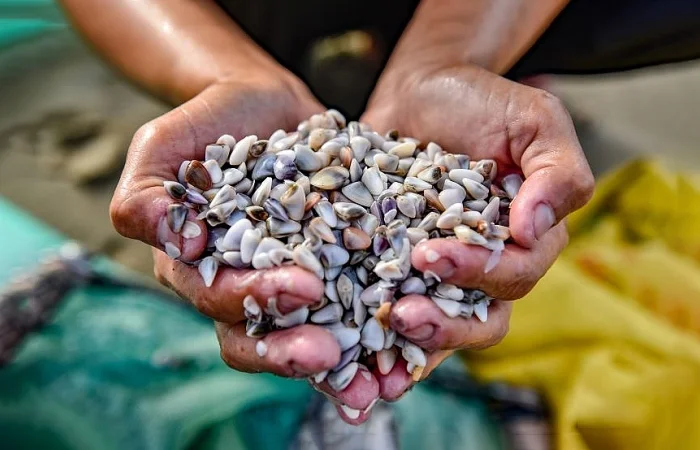 Con dắt là con gì? Cách nhận biết và cách chế biến con dắt