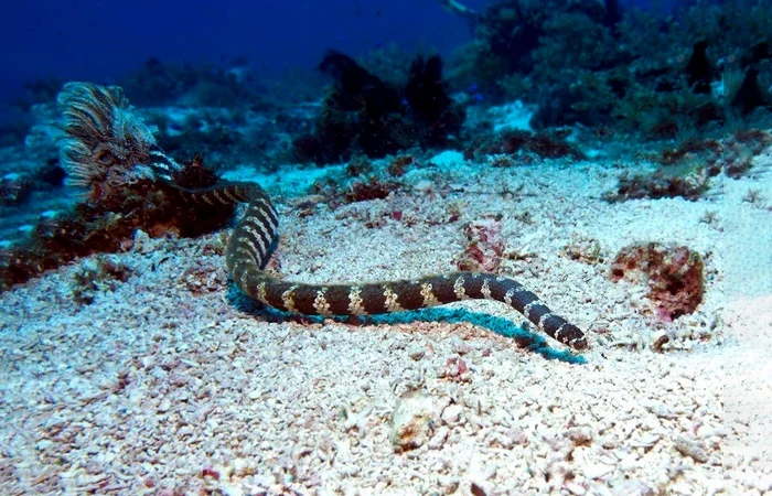 Đẻn là con gì? Những món ăn được làm từ Đẻn