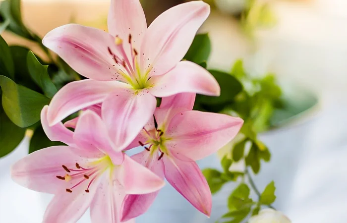 hoa bách hợp là gì