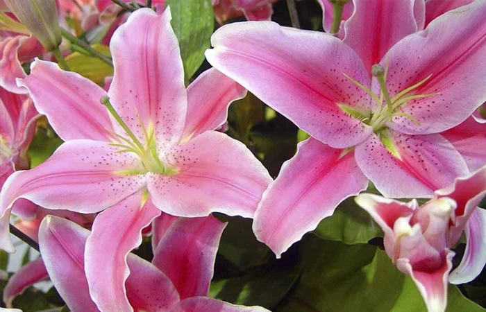 hoa bách hợp là gì