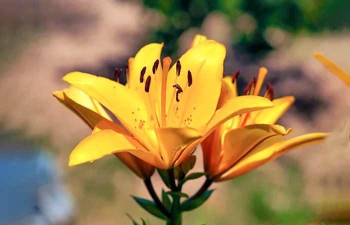 hoa bách hợp là gì