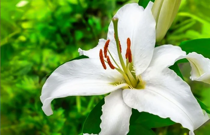 hoa bách hợp là gì