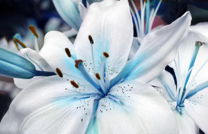 hoa bách hợp là gì