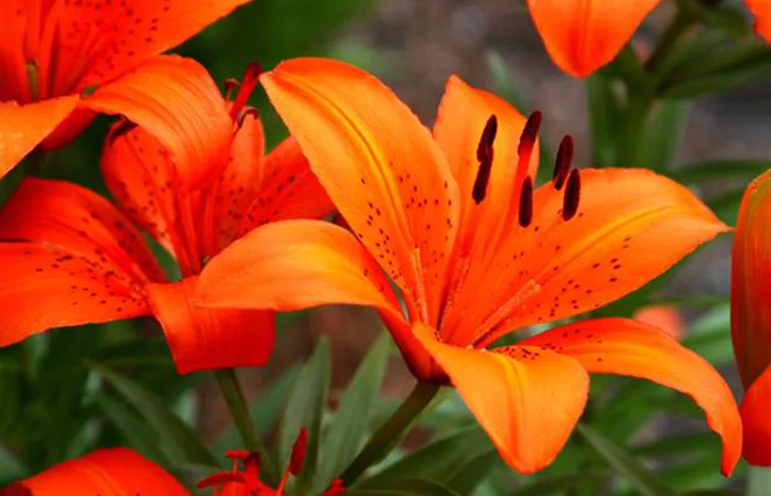 hoa bách hợp là gì