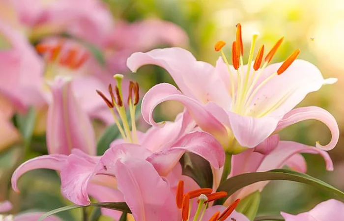 Hoa bách hợp là hoa gì? Ý nghĩa, hình ảnh của loài hoa bách hợp