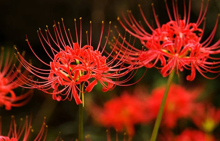 hoa bỉ ngạn là gì