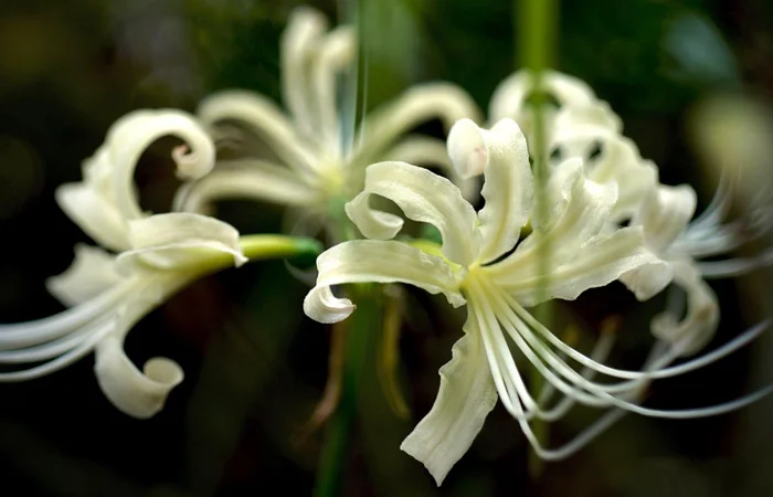 hoa bỉ ngạn là gì