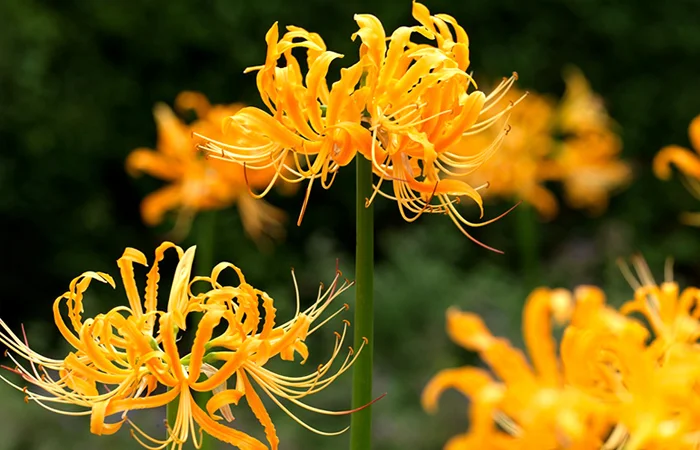 hoa bỉ ngạn là gì