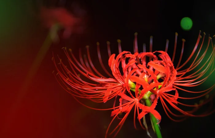 Hoa bỉ ngạn là gì? Truyền thuyết và ý nghĩa của Hoa bỉ ngạn